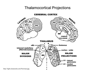 Thalamocortical Projections
http://light.simanonok.com/Newman.jpg
 