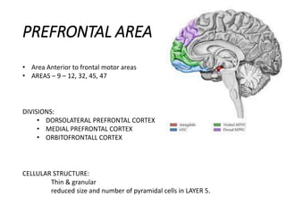 PREFRONTAL AREA
• Area Anterior to frontal motor areas
• AREAS – 9 – 12, 32, 45, 47
DIVISIONS:
• DORSOLATERAL PREFRONTAL CORTEX
• MEDIAL PREFRONTAL CORTEX
• ORBITOFRONTALL CORTEX
CELLULAR STRUCTURE:
Thin & granular
reduced size and number of pyramidal cells in LAYER 5.
 