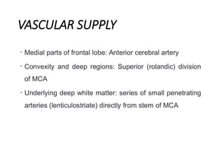 VASCULAR SUPPLY
 