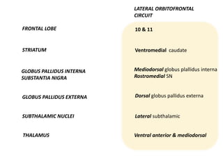 LATERAL ORBITOFRONTAL
CIRCUIT
FRONTAL LOBE
STRIATUM
GLOBUS PALLIDUS INTERNA
SUBSTANTIA NIGRA
GLOBUS PALLIDUS EXTERNA
SUBTHALAMIC NUCLEI
THALAMUS
10 & 11
Ventromedial caudate
Mediodorsal globus plallidus interna
Rostromedial SN
Dorsal globus pallidus externa
Lateral subthalamic
Ventral anterior & mediodorsal
 