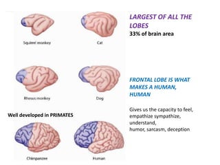 LARGEST OF ALL THE
LOBES
33% of brain area
Well developed in PRIMATES
FRONTAL LOBE IS WHAT
MAKES A HUMAN,
HUMAN
Gives us the capacity to feel,
empathize sympathize,
understand,
humor, sarcasm, deception
 