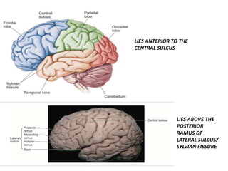 LIES ANTERIOR TO THE
CENTRAL SULCUS
LIES ABOVE THE
POSTERIOR
RAMUS OF
LATERAL SULCUS/
SYLVIAN FISSURE
 