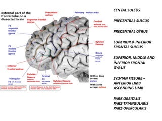 PRECENTRAL SULCUS
PRECENTRAL GYRUS
SUPERIOR & INFERIOR
FRONTAL SULCUS
SUPERIOR, MIDDLE AND
INFERIOR FRONTAL
GYRUS
SYLVIAN FISSURE –
ANTERIOR LIMB
ASCENDING LIMB
PARS ORBITALIS
PARS TRIANGULARIS
PARS OPERCULARIS
CENTAL SULCUS
 