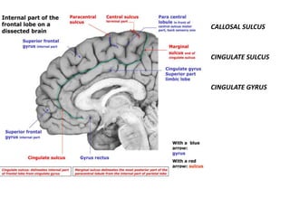 CALLOSAL SULCUS
CINGULATE SULCUS
CINGULATE GYRUS
 