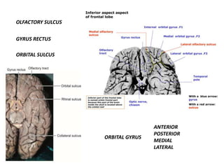 OLFACTORY SULCUS
GYRUS RECTUS
ORBITAL SULCUS
ANTERIOR
POSTERIOR
MEDIAL
LATERAL
ORBITAL GYRUS
 