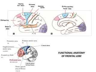 FUNCTIONAL ANATOMY
OF FRONTAL LOBE
 