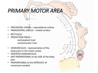 PRIMARY MOTOR AREA
• PRECENTRAL GYRUS – superolateral surface
• PARACENTRAL LOBULE – medial surface
• BETZ CELLS
• PROJECTION FIBLES –
corticospinal tract
corticonuclear tract
• HOMUNCULUS – representation of the
body parts in the motor cortex
• INVERTED HOMUNCULUS
• NOT PROPERTIONAL to the SIZE of the body
part
• PROPORTIONAL to the INTRICACY of
movement needed.
 