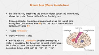 Frontal Lobe ppt Psychiatry ppt ppt.pptx