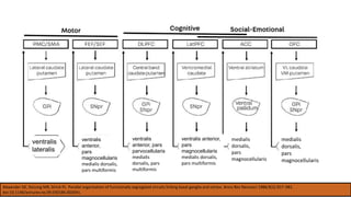ventralis
lateralis
ventralis
anterior,
pars
magnocellularis
medialis dorsalis,
pars multiformis
ventralis
anterior, pars
parvocellularis
medialis
dorsalis, pars
multiformis
medialis
dorsalis,
pars
magnocellularis
ventralis anterior,
pars
magnocellularis
medialis dorsalis,
pars multiformis
medialis
dorsalis,
pars
magnocellularis
Alexander GE, DeLong MR, Strick PL. Parallel organization of functionally segregated circuits linking basal ganglia and cortex. Annu Rev Neurosci 1986;9(1):357–381.
doi:10.1146/annurev.ne.09.030186.002041.
 