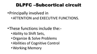 DLPFC –Subcortical circuit
•Principally involved in
•ATTENTION and EXECUTIVE FUNCTIONS.
•These functions include the:-
•Ability to Shift Sets,
•Organize & Solve Problems
•Abilities of Cognitive Control
•Working Memory
 