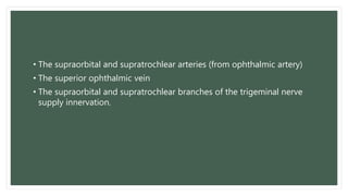 • The supraorbital and supratrochlear arteries (from ophthalmic artery)
• The superior ophthalmic vein
• The supraorbital and supratrochlear branches of the trigeminal nerve
supply innervation.
 