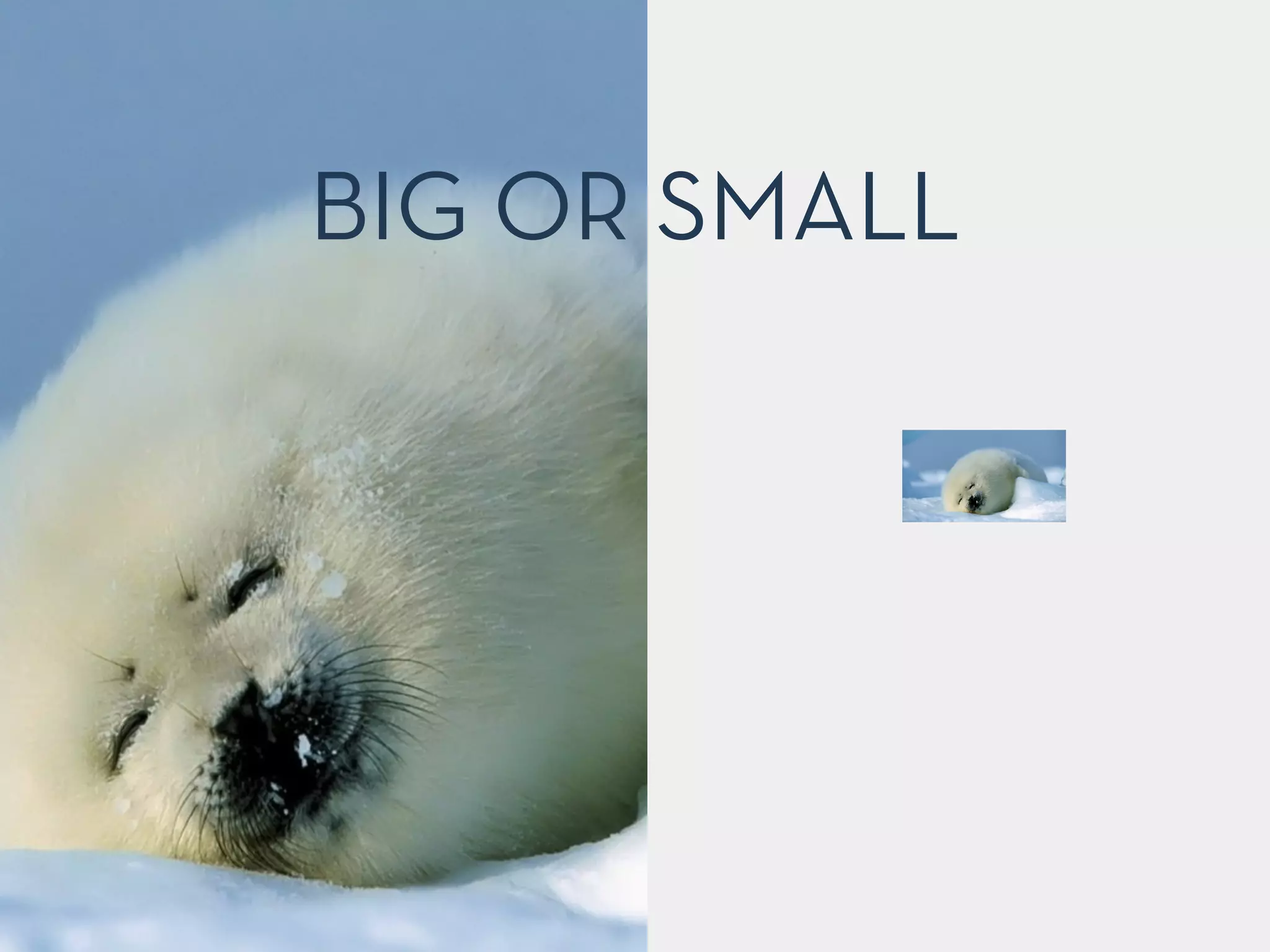 BIG OR SMALL
 