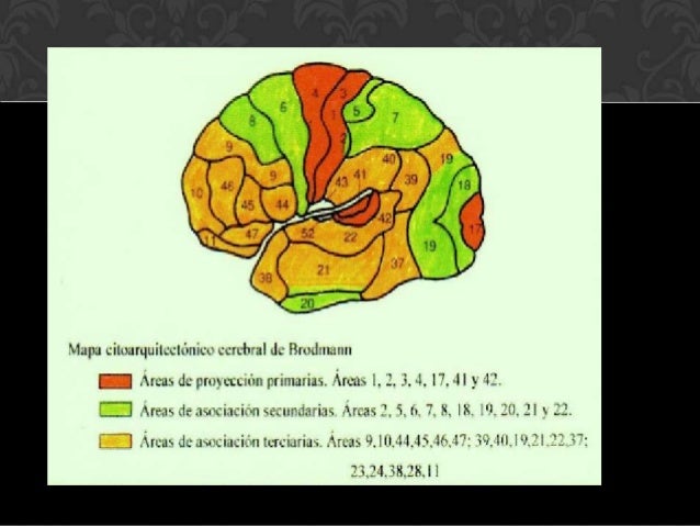 FUNCIONES CORTICALES SUPERIORES LURIA PDF