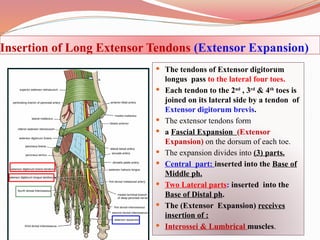 Comprehensive Anatomy of Anterior, Lateral Leg Compartments & Dorsum of ...