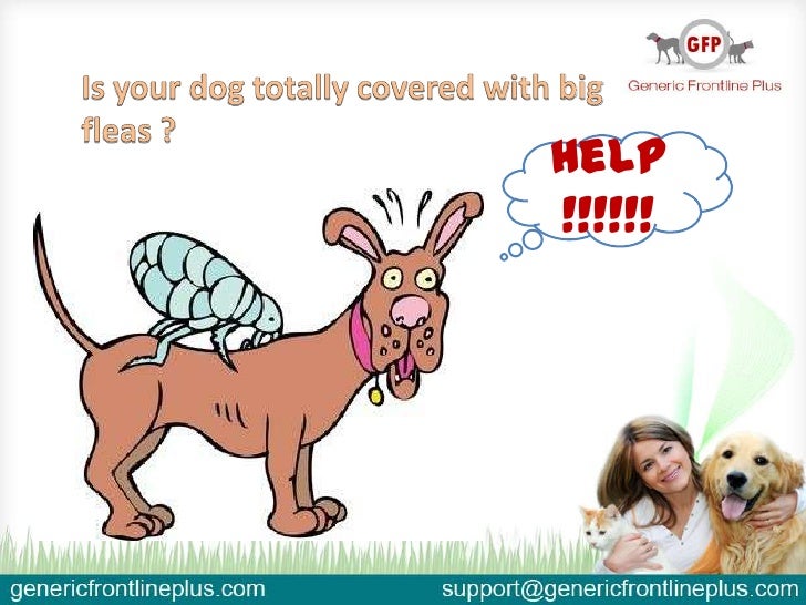 frontline spot on medium dog