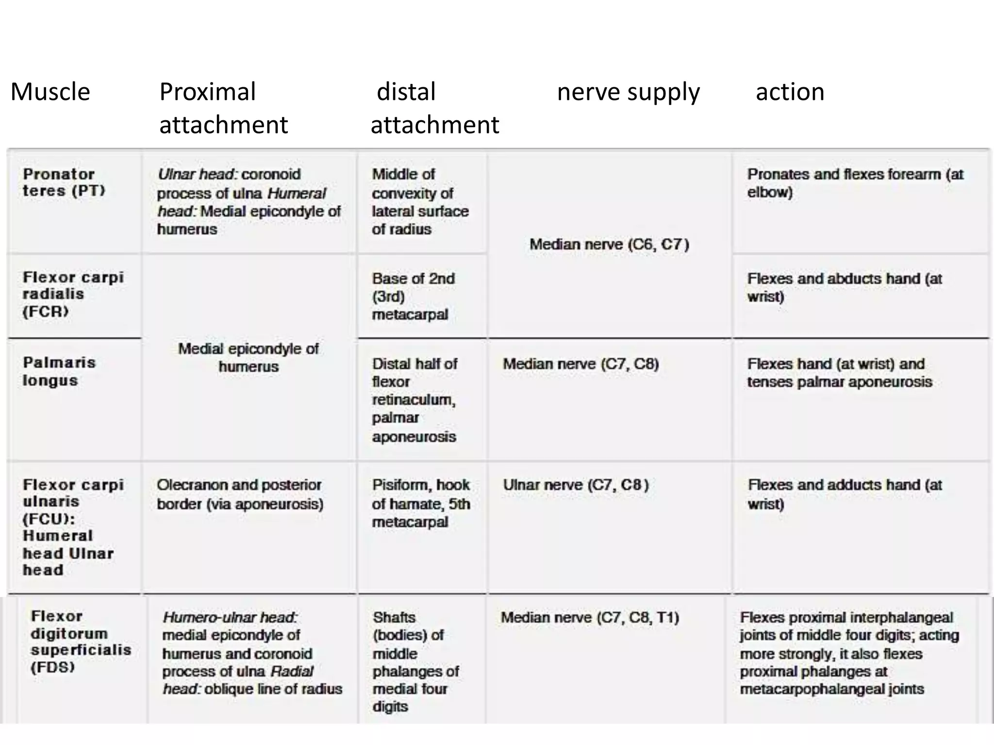Muscle Proximal distal nerve supply action
attachment attachment