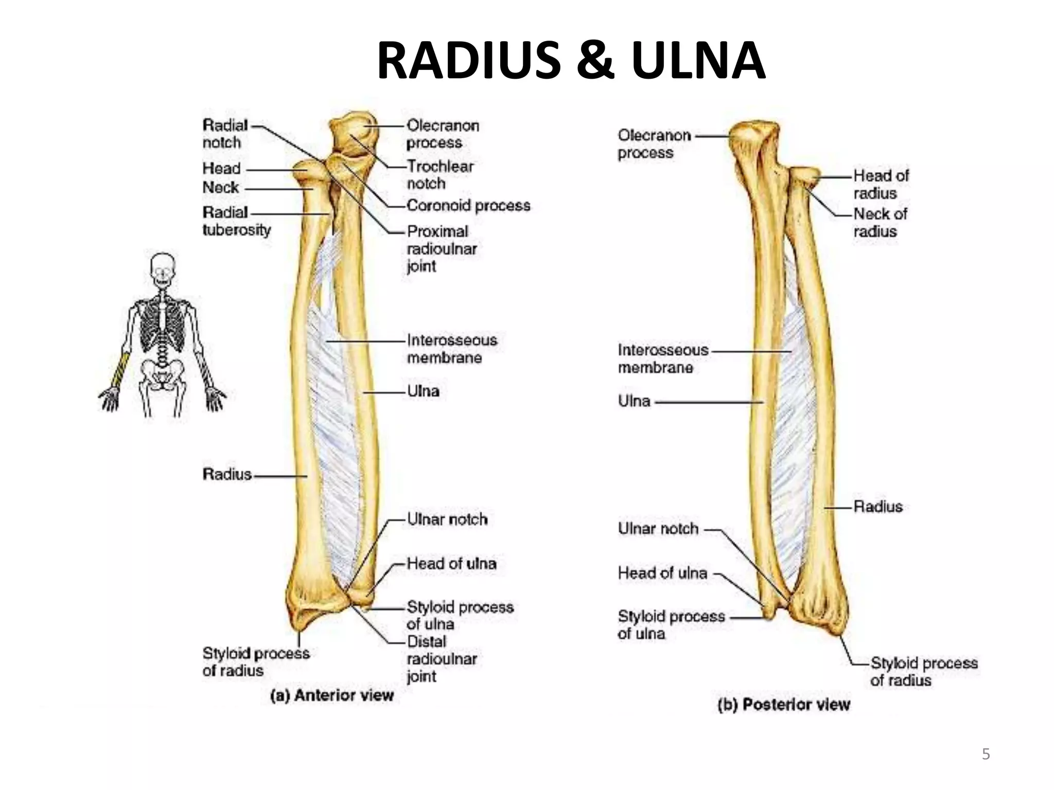 5
RADIUS & ULNA