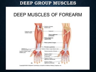 DEEP GROUP MUSCLES
 