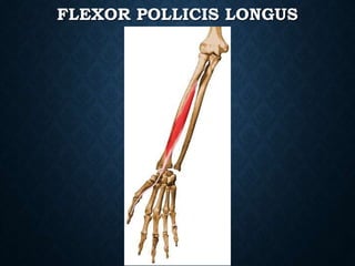 FLEXOR POLLICIS LONGUS
 