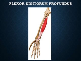 FLEXOR DIGITORUM PROFUNDUS
 