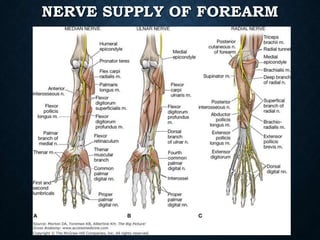 NERVE SUPPLY OF FOREARM
 