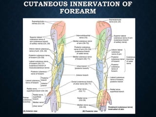 CUTANEOUS INNERVATION OF
FOREARM
 