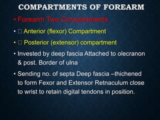 COMPARTMENTS OF FOREARM
• Forearm Two Compartments
• Anterior (flexor) Compartment
• Posterior (extensor) compartment
• Invested by deep fascia Attached to olecranon
& post. Border of ulna
• Sending no. of septa Deep fascia –thichened
to form Fexor and Extensor Retnaculum close
to wrist to retain digital tendons in position.
 