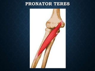 PRONATOR TERES
 