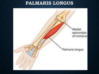 PALMARIS LONGUS
 