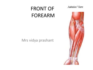 FRONT OF
FOREARM
Mrs vidya prashant
 