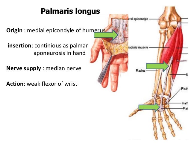 Palmaris Longus Origin And Insertion