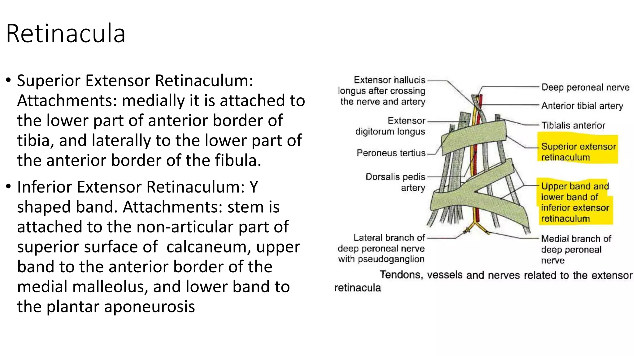 Front of the leg dorsum of foot | PPTX