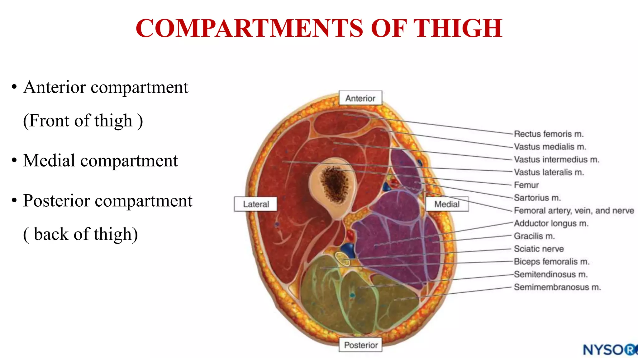 Front of thigh.pptx