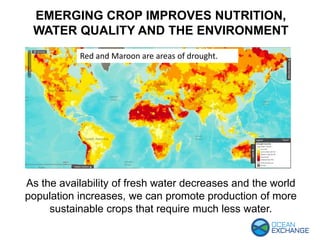 EMERGING CROP IMPROVES NUTRITION,
WATER QUALITY AND THE ENVIRONMENT
Red and Maroon are areas of drought.
As the availability of fresh water decreases and the world
population increases, we can promote production of more
sustainable crops that require much less water.
 
