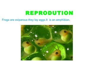 REPRODUTION
Frogs are oviparous they lay eggs.It is an amphibian.
 