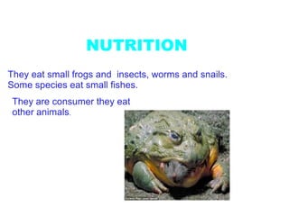 NUTRITION
They eat small frogs and insects, worms and snails.
Some species eat small fishes.
 They are consumer they eat
 ...