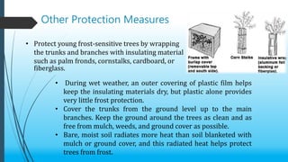 Winter Service Protection For Roots Frost protection & winter injury in plants ppt | PPTX