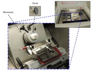 Frozen_Section_CLASS I_ microtome _1.pptx
