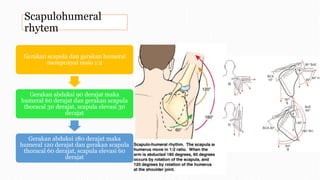 Scapulohumeral
rhytem
Gerakan scapula dan gerakan humeral
mempunyai rasio 1:2
Gerakan abduksi 90 derajat maka
humeral 60 derajat dan gerakan scapula
thoracal 30 derajat, scapula elevasi 30
derajat
Gerakan abduksi 180 derajat maka
humeral 120 derajat dan gerakan scapula
thoracal 60 derajat, scapula elevasi 60
derajat
 