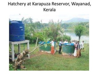 Hatchery at Karapuza Reservor, Wayanad,
Kerala
 