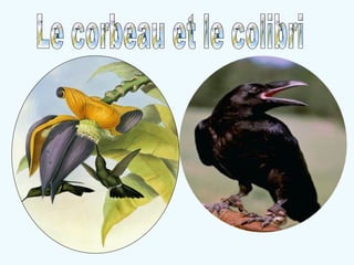 Le corbeau et le colibri 