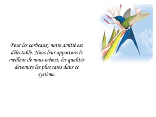 Pour les corbeaux, notre amitié est délectable. Nous leur apportons le meilleur de nous-mêmes, les qualités devenues les plus rares dans ce système. 