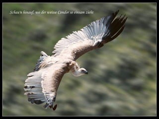 Schau'n hinauf, wo der weisse Condor so einsam zieht 