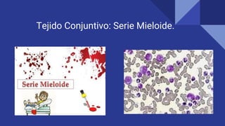 Tejido Conjuntivo: Serie Mieloide.
 
