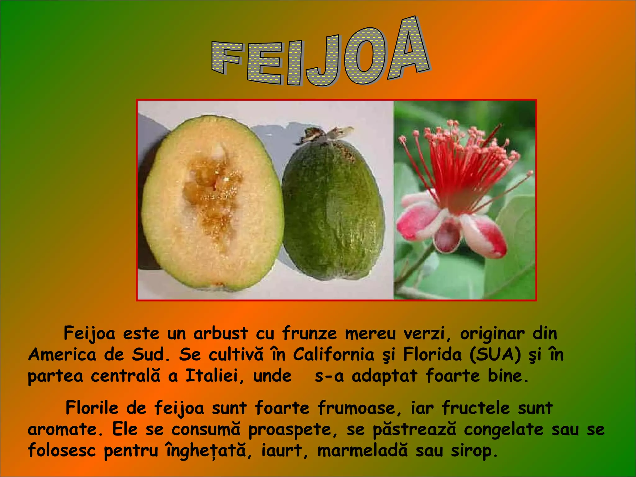 Feijoa este un arbust cu frunze mereu verzi, originar din
America de Sud. Se cultivă în California şi Florida (SUA) şi în
partea centrală a Italiei, unde s-a adaptat foarte bine.
Florile de feijoa sunt foarte frumoase, iar fructele sunt
aromate. Ele se consumă proaspete, se păstrează congelate sau se
folosesc pentru îngheţată, iaurt, marmeladă sau sirop.
 