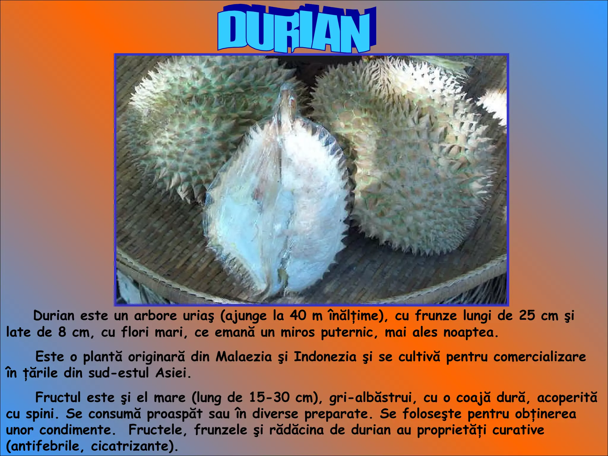 Durian este un arbore uriaş (ajunge la 40 m înălţime), cu frunze lungi de 25 cm şi
late de 8 cm, cu flori mari, ce emană un miros puternic, mai ales noaptea.
Este o plantă originară din Malaezia şi Indonezia şi se cultivă pentru comercializare
în ţările din sud-estul Asiei.
Fructul este şi el mare (lung de 15-30 cm), gri-albăstrui, cu o coajă dură, acoperită
cu spini. Se consumă proaspăt sau în diverse preparate. Se foloseşte pentru obţinerea
unor condimente. Fructele, frunzele şi rădăcina de durian au proprietăţi curative
(antifebrile, cicatrizante).
 