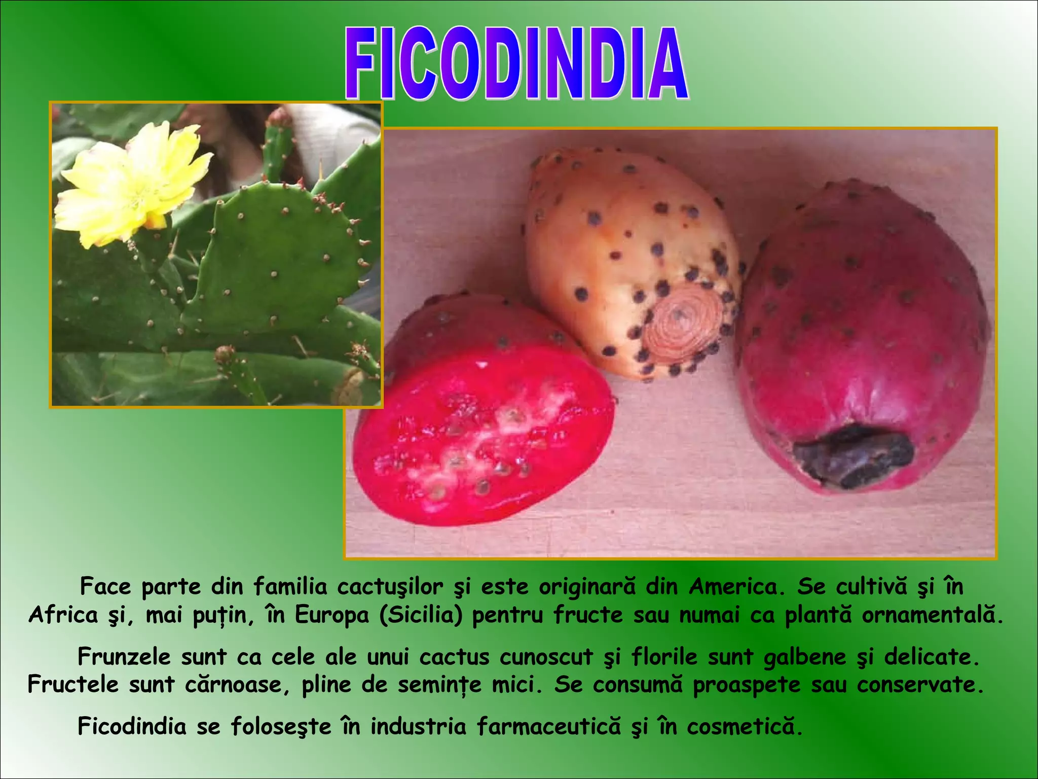 Face parte din familia cactuşilor şi este originară din America. Se cultivă şi în
Africa şi, mai puţin, în Europa (Sicilia) pentru fructe sau numai ca plantă ornamentală.
Frunzele sunt ca cele ale unui cactus cunoscut şi florile sunt galbene şi delicate.
Fructele sunt cărnoase, pline de seminţe mici. Se consumă proaspete sau conservate.
Ficodindia se foloseşte în industria farmaceutică şi în cosmetică.
 