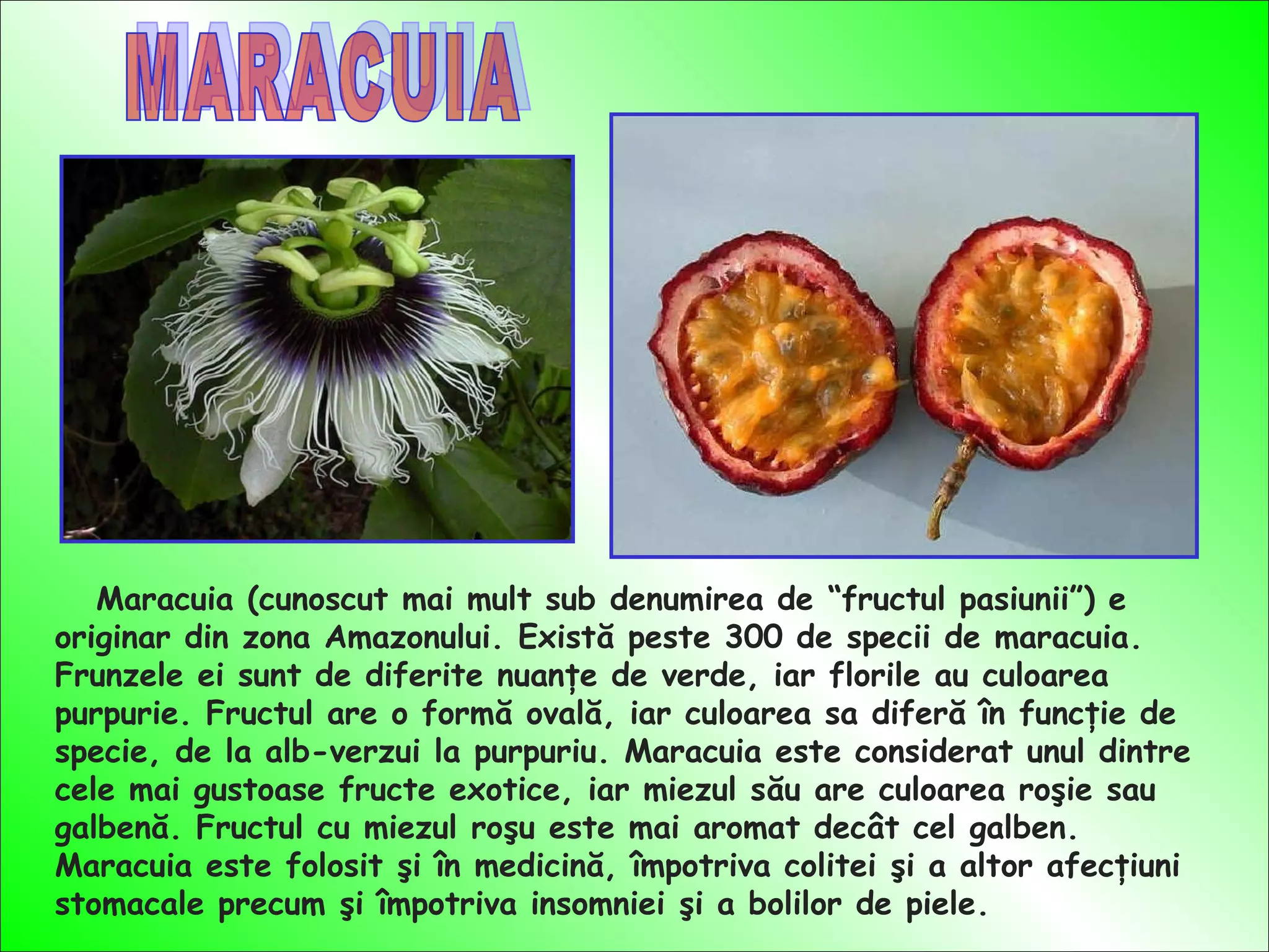 Maracuia (cunoscut mai mult sub denumirea de “fructul pasiunii”) e
originar din zona Amazonului. Există peste 300 de specii de maracuia.
Frunzele ei sunt de diferite nuanţe de verde, iar florile au culoarea
purpurie. Fructul are o formă ovală, iar culoarea sa diferă în funcţie de
specie, de la alb-verzui la purpuriu. Maracuia este considerat unul dintre
cele mai gustoase fructe exotice, iar miezul său are culoarea roşie sau
galbenă. Fructul cu miezul roşu este mai aromat decât cel galben.
Maracuia este folosit şi în medicină, împotriva colitei şi a altor afecţiuni
stomacale precum şi împotriva insomniei şi a bolilor de piele.
 