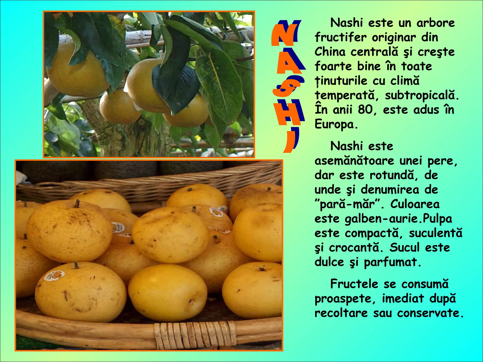 Nashi este un arbore
fructifer originar din
China centrală şi creşte
foarte bine în toate
ţinuturile cu climă
temperată, subtropicală.
În anii 80, este adus în
Europa.
Nashi este
asemănătoare unei pere,
dar este rotundă, de
unde şi denumirea de
”pară-măr”. Culoarea
este galben-aurie.Pulpa
este compactă, suculentă
şi crocantă. Sucul este
dulce şi parfumat.
Fructele se consumă
proaspete, imediat după
recoltare sau conservate.
 