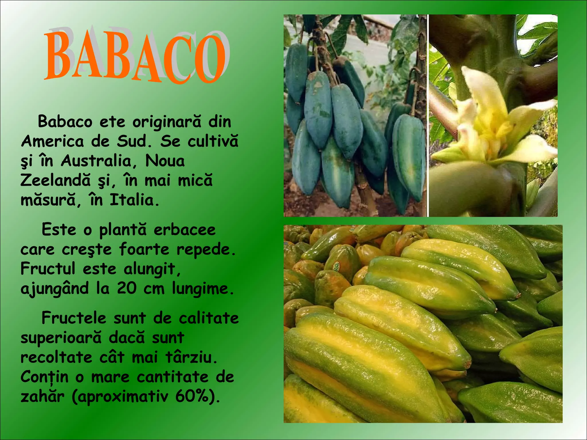 Babaco ete originară din
America de Sud. Se cultivă
şi în Australia, Noua
Zeelandă şi, în mai mică
măsură, în Italia.
Este o plantă erbacee
care creşte foarte repede.
Fructul este alungit,
ajungând la 20 cm lungime.
Fructele sunt de calitate
superioară dacă sunt
recoltate cât mai târziu.
Conţin o mare cantitate de
zahăr (aproximativ 60%).
 